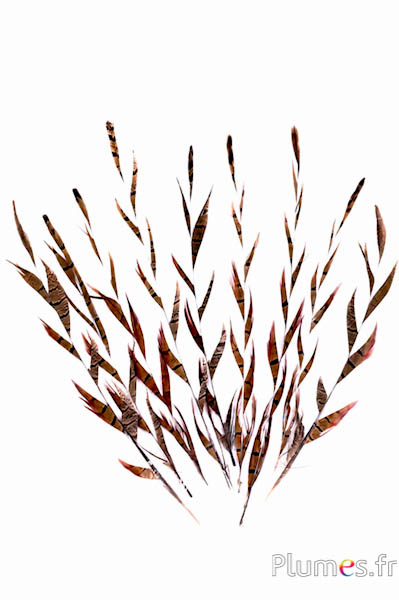 Goudfazant Aar - 25-35 cm - naturel